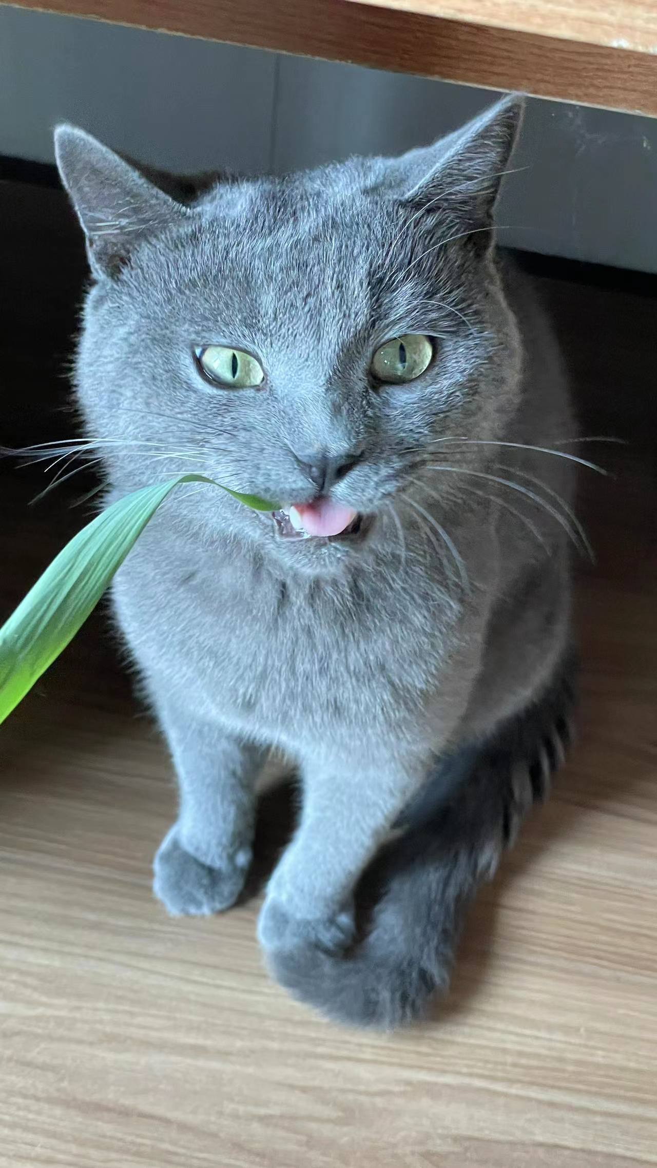 �ɐ�(��i)���С؈.jpg
